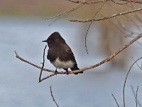 Black Phoebe